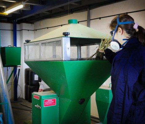 Sustainable corn field harvesting